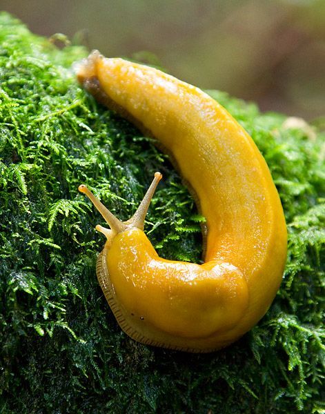 Banana Slug. Found in the  BC rainforest. Banana Slug, Slime Mold, Cute Banana, Slug, State Park, Slime, Blog Posts