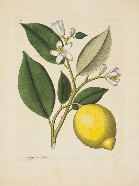 Fullscreen Illustration Botanique Vintage, Botanical Illustration Vintage, Illustration Botanique, Vintage Botanical Prints, Floral Illustration, Trendy Flowers, Illustration Vintage, Scientific Illustration, Lemon Tree