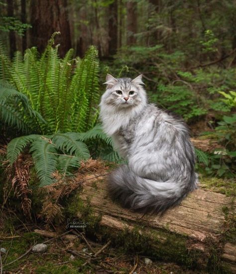 Norwegian Forest Cat, Adventure Cat, Siberian Cat, Gorgeous Cats, Forest Cat, Most Beautiful Cat Breeds, Cat Photography, Warrior Cat, Cat Aesthetic