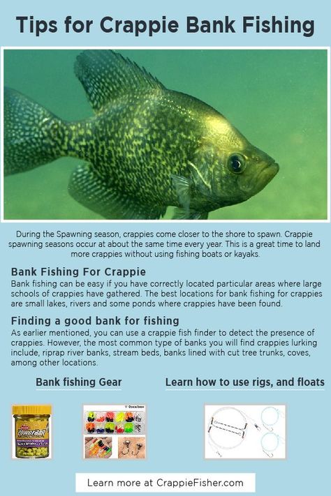 Bank Fishing For Crappie: The best locations for bank fishing for crappies are small lakes, rivers and some ponds where crappies have been found. You can use a crappie fish finder to detect the presence of crappies. Your focus should be to locate river banks that have very little or no currents, and places that are not windy. Crappies tend to hand around still waters. Crappie Rigs, Fishing Tips And Tricks Catfish, Trout Fishing Line Setup, How To Catch Crappie, Fish Chart, Flounder Fishing, Fishing Boats For Sale, Crappie Fishing Tips, River Bank Fishing