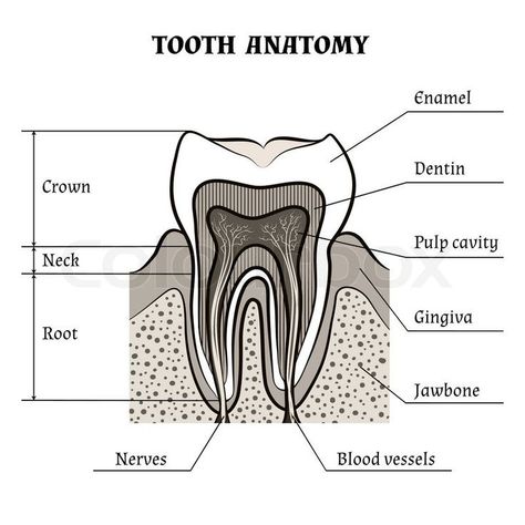 Anatomy Guide, Teeth Diagram, Tooth Anatomy, Dental Assistant Study, Teeth Anatomy, Dental Hygiene School, Arranging Flowers, Dental Anatomy, Dental Fun