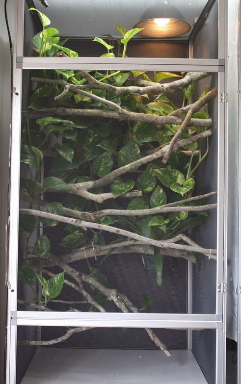 Chameleon Enclosure Ideas, Chameleon Terrarium, Chameleon Enclosure, Chameleon Care, Chameleon Cage, Jackson Chameleon, Diy Reptile, Snake Enclosure, Veiled Chameleon