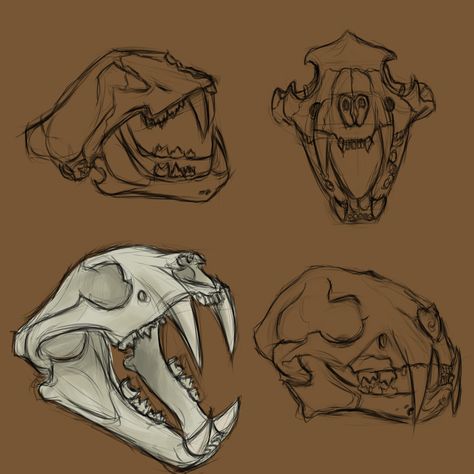 Here is my drawing of tiger skull made digitaly. Tiger Skeleton Drawing, Jaguar Skull Drawing, Dog Skull Sketch, Tiger Skull Reference, Animals Skull Drawing, Cat Bones Drawing, Skull Drawing Animal, How To Draw Animal Skulls, Skull Animal Drawing