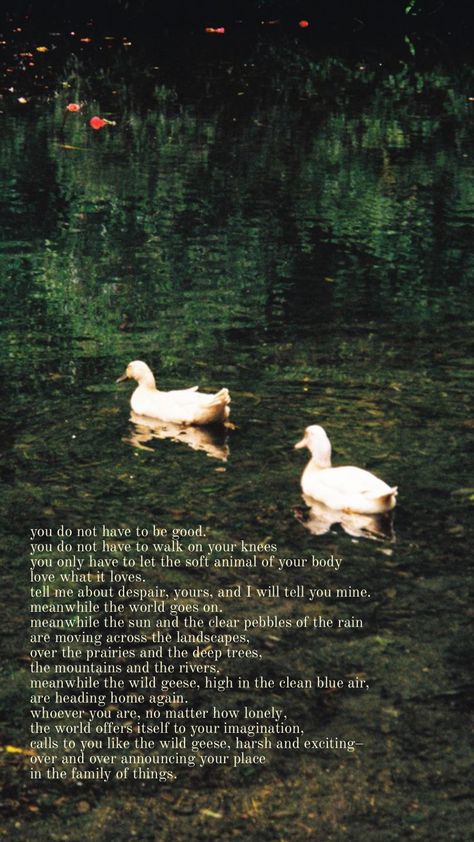 wild geese by mary oliver Wild Geese Mary Oliver, Mary Oliver Poems, Wild Geese, Blue Air, Mary Oliver, Body Love, Pretty Words, Poets, The Mountain