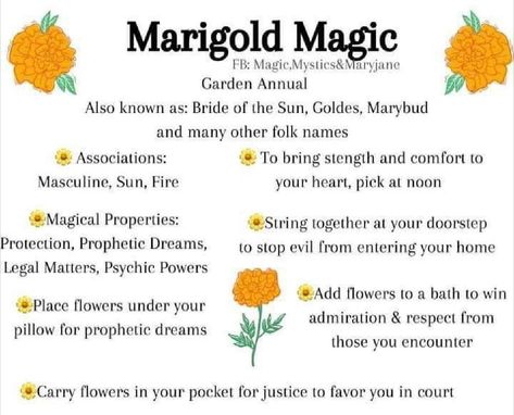 Marigold Spiritual Meaning, Marigold Uses Witch, Marigold Magic, Witchy Plants, Spell Components, Plant Magick, Herbal Witch, Witchy Garden, Magickal Herbs