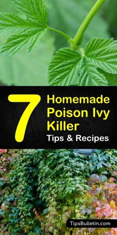 Homemade Poison Ivy Killer Recipes: 7 Natural Tips For Killing Poison Ivy Kill Poison Ivy Naturally, Poison Ivy Spray, Poison Ivy Killer, Kill Poison Ivy, Weeding Tips, Poison Ivy Plants, Poison Ivy Remedies, Yard Plants, Poison Oak