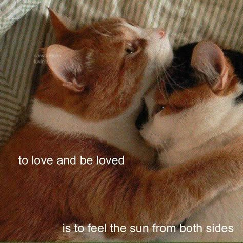 lovebug (@luvicle) • Instagram photos and videos To Love And Be Loved, Unspoken Words, Two Cats, Love Bugs, Love You All, Pretty Words, Cat Love, Both Sides, Beautiful Words