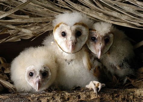 Barn Owl Chicks (Tyto alba) at nest - Picture 15 in Tyto: alba - Location: Brazil. Photo by Nunes D'Acosta. Owl Chicks, Baby Barn Owl, Magical Owl, Owl Nest, Owl Babies, Barn Owls, American Barn, Baby Barn, Bird Costume