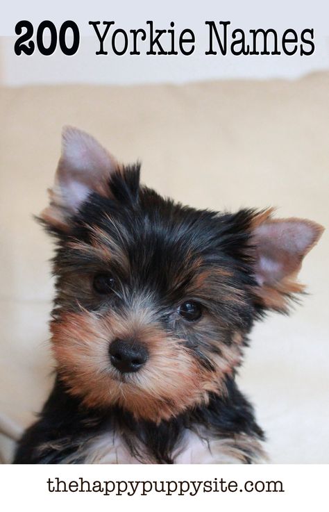 Yorkie Names - 200 Amazing Ideas For Naming Yorkshire Terriers Puppies Names Female, Yorkie Names, Dog Names Unique, Boy Dog Names, Girl Dog Names, Cute Names For Dogs, Yorkie Terrier, Teacup Yorkie, Yorkie Poo