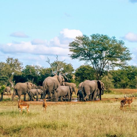 Game Drive Safari Aesthetic, South African Safari, Kruger National Park South Africa, Large Photography, Elephant Print Art, Watering Hole, Save The Elephants, Kruger National Park, African Animals