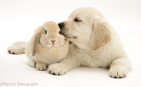 Pets: Golden Retriever pup with young Sandy Lop rabbit photo - WP17709 Funny Pics, Labrador, Funny Pictures, Golden Retriever Pup, Lop Rabbit, Rabbit Photos, Pokemon Eeveelutions, Golden Retriever, White Background