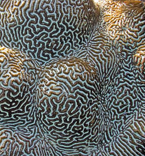 Coral Coral Pattern, Texture Inspiration, Organic Pattern, Natural Forms, In The Ocean, Patterns In Nature, Color Textures, Nature Design, Art Plastique