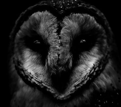 Heart In Nature, Owl Photos, Black And White Photograph, Owl Gifts, Beautiful Owl, Owl Lovers, Barn Owl, Birds Of Prey, Spirit Animal