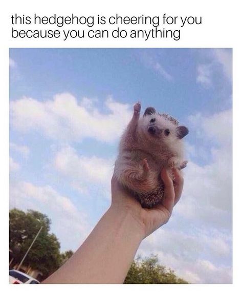 Hedgehog Funny Hedgehog, Funny Baby Pictures, Hedgehog Pet, Baby Hedgehog, Cute Hedgehog, Cute Animal Photos, Animal Photo, 귀여운 동물, Animal Memes