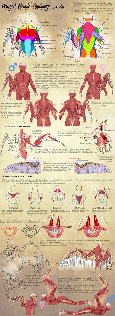 People Anatomy, Wing Anatomy, Anatomy Muscles, Winged People, Wings Drawing, Anatomy Tutorial, Turtle Art, The Human Body, Blue Heart