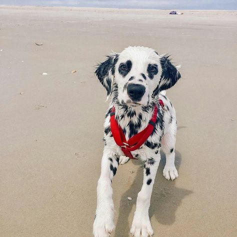 Dalmatian Heart Eyes, Heart Dalmation, Baby Dalmation, Cute Dalmatian, Doberman Love, Dalmatian Puppy, Dream Dog, Dalmatian Dogs, Gorgeous Cats