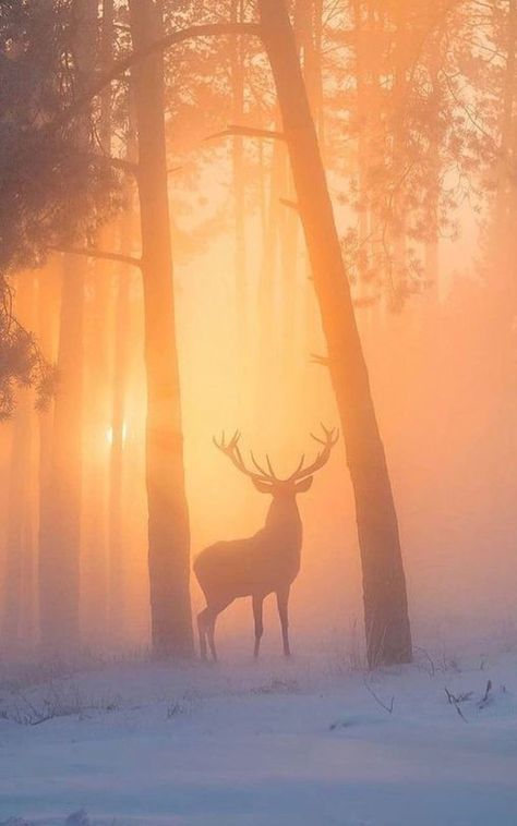 Forest And Wildlife, Foggy Forest, Fantasy Forest, Forest Creatures, Forest Painting, Foto Art, Painting Art Projects, Beautiful Nature Pictures, Scenery Wallpaper