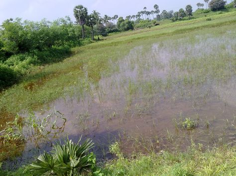 agriculture land destroyed by stagnant rain water Giant Trees Before The Flood, Florida Swamp, Tartarian Mud Flood, Bushveld Rain Frog, Mangrove Swamp, Agriculture, Water, Plants