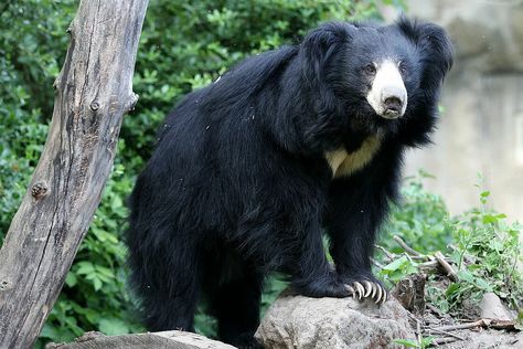 Andean Bear, Bear Species, Sloth Bear, Climb Trees, Animal References, In The Zoo, Inspo Pics, Botanical Illustrations, White Bear