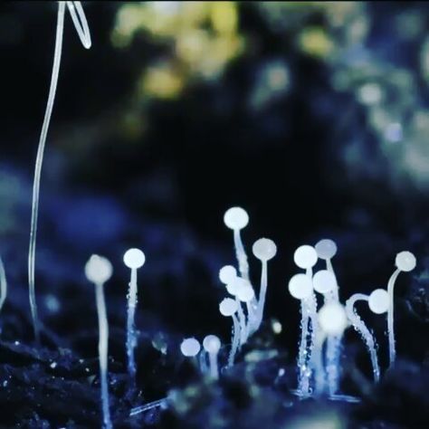 This is a Mucor mold, a fungi commonly found in soil, decaying plant matter, and on plants. The bulbous sporangia atop the growing stalks… Mucor Fungi, Fungi Spores, Decaying Plants, Biological Classification, Nature Learning, Ecology, Biology, Don't Worry, Soil