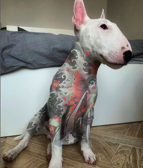 Noxus League Of Legends, Unusual Animal Friendships, Dog Snapchats, Miniature Bull Terrier, Animals Friendship, Unusual Animals, Laugh Out Loud, Cute Dogs And Puppies, Terrier Dog