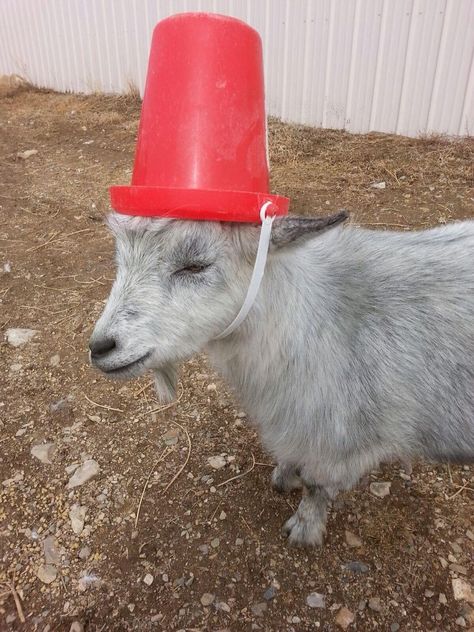 20 Goats Who Misbehaved & Got This Adorable Punishment - InspireMore Goat Pictures, Goat Picture, Pygmy Goats, Mini Goats, Pet Goat, Goat Horns, Pygmy Goat, Goats Funny, Cute Goats