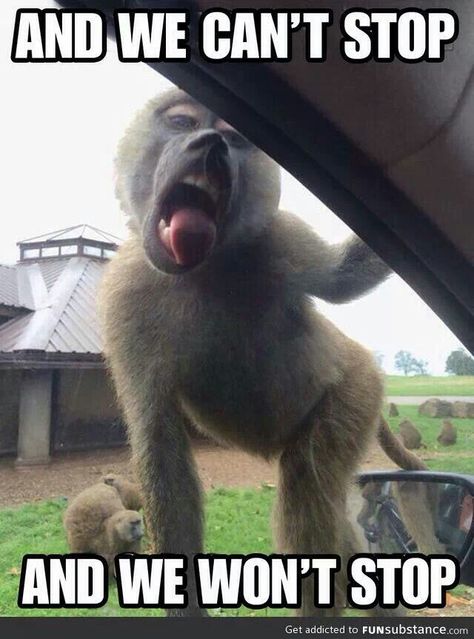 OMG Monkey get  your tongue off my car!!! 웃긴 사진, Funny Bunnies, Have A Laugh, E Card, Laughing So Hard, Funny Animal, Miley Cyrus, Bones Funny, Funny Photos