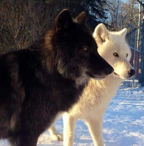 Wolves, black and white Wolf Images, Wolf Love, Wolf Pictures, Wolf Spirit, Beautiful Wolves, Wild Dogs, White Wolf, Black Wolf, Wolf Dog