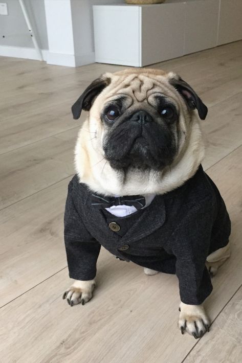 Pug Outfits, Chambelanes Outfits, Handsome Dog, Pug Clothes, Pugs In Costume, Dog Line Drawing, Dog Match, Dog Tuxedo, Dog Suit