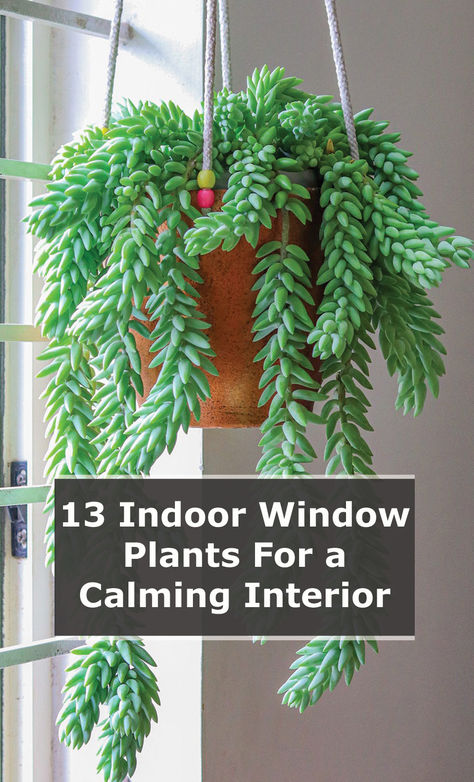 You need to understand the conditions inside your house that affect indoor plant growth. Light is by far the most important factor, closely followed by temperature.  Based on such factors, some plants will be suitable on window sills, while others should be placed near the window.  Regardless, you can be sure we’ve done all the due diligence, so you don’t have to. Therefore, whether you have a sunny south-facing window or a more subdued north-facing one, there are plenty of plant options... South Window Indoor Plants, Window Sill Plants Indoor, Window Sill Decor Living Room, Window Sill Plants, Window Baskets, Windowsill Plants, Calming Interiors, Window Sill Decor, Windowsill Garden