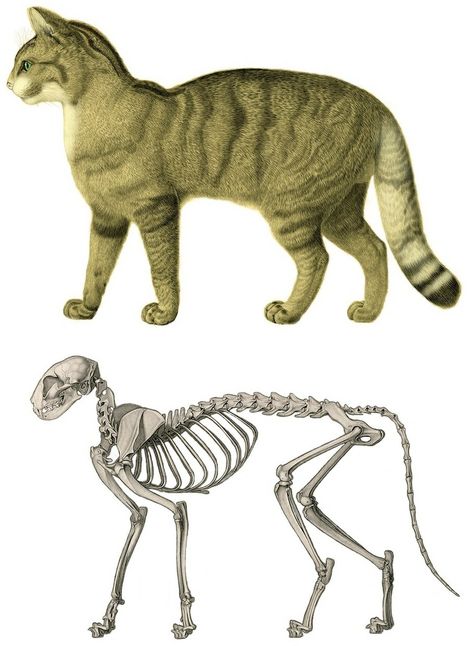 Drawing Organs, Cats Poses, Gato Munchkin, Anatomy Tips, Feline Anatomy, Tail Drawing, Cat Poses, Cats Family, Hybrid Cat