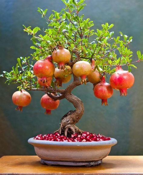 Ceramic Tattoo, Vegetable Garden Layout Design, Garden Bonsai Tree, Bonsai Fruit Tree, Miniature Making, Bonsai Nursery, Pomegranate Tree, Good Morning Image, Grafting Plants