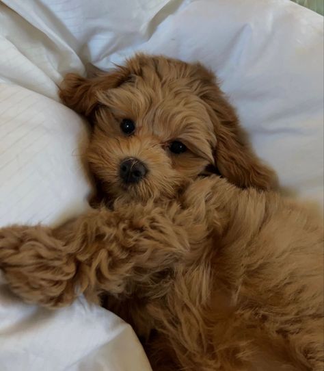 Curly Dog, Maltipoo Dog, Cute Small Dogs, Very Cute Puppies, Maltipoo Puppy, Super Cute Puppies, Helpful Things, Cute Animals Puppies, Very Cute Dogs