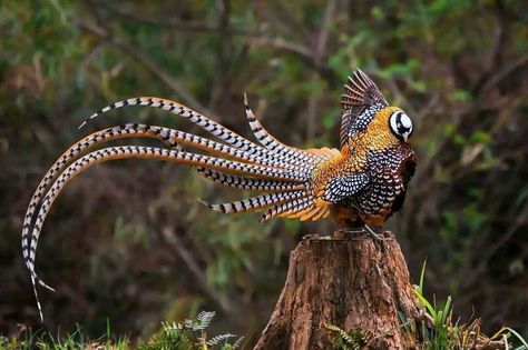 Reeve's pheasant (Syrmaticus reevesii), display China Nature, Game Birds, Pretty Animals, Exotic Birds, Pretty Birds, Bird Photo, Colorful Birds, Weird Animals, Birds Of Paradise