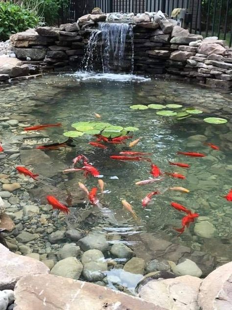 House With Fish Pond, Fish Ponds Ideas Design, Koi Fish Pond Backyard Modern, Outdoor Ponds Ideas, Koi And Goldfish Pond, Front Yard Pond Landscaping, Fish Ponds Backyard Water Features, Koi Pond Waterfall Ideas, Coi Pond Backyard Ideas