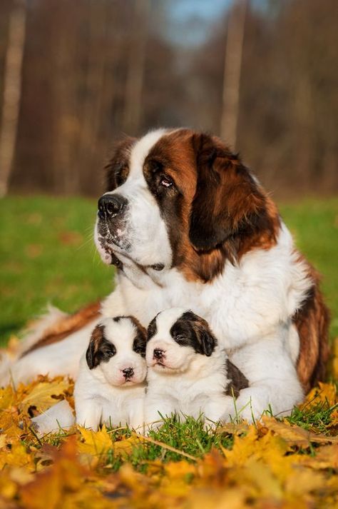 An adult Saint Bernard with two puppies between her paws, laying on the grass. Pets Wallpaper, Dog In Heat, St Bernard Puppy, St Bernard Dogs, Bernard Dog, Exotic Animals, St Bernard, Puppy Breeds, Cute Dogs And Puppies