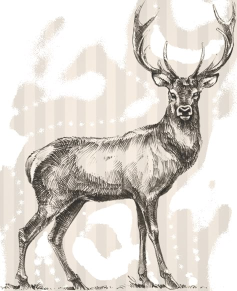 Free Coloring Pictures, Deer Sketch, Deer Coloring Pages, Deer Drawing, Wild Deer, Deer Tattoo, Horse Coloring Pages, Deer Art, Wood Burning Patterns