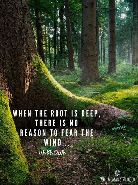 When the root is deep, there is no reason to fear the wind... ~ Unknown. WILD… Citation Nature, Nature Quotes Inspirational, Tree Quotes, Camping Quotes, Travel Quotes Wanderlust, Hiking Quotes, Ideas Quotes, Wild Nature, Daily Bible