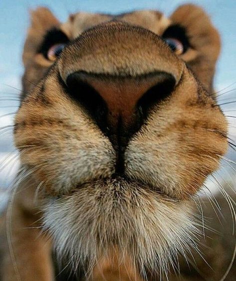 Animal Noses, Lions Photos, 웃긴 사진, Appaloosa, Quarter Horse, Animal Faces, Sweet Animals, Funny Animal Pictures, Animal Planet