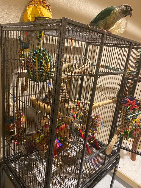 Quaker Parrot Cage Setup, Conure Cage Setup, Cockatiel Cage Setup, Bird Setup, Bird Cage Setup, Macaw Cage, Conure Cage, Homemade Bird Toys, Parrot Cages