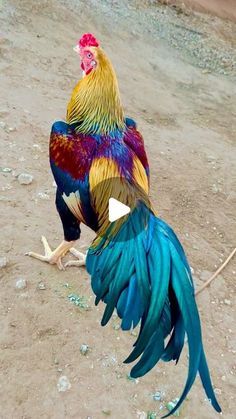 Beautiful Birds Rare, Most Beautiful Birds, Cool Wallpapers For Phones, Rare Birds, Jesus Pictures, Art Oil, Cool Wallpaper, Beautiful Birds, Phone Wallpaper