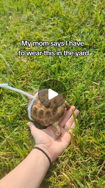 TurtleAware on Instagram: "I can't lose Mr. Mushroom! He's my whole world 🥺❤️
#tortoisecare #cuteturtle #tortoise #mushroom" Tortoise, Animals, Stuffed Mushrooms, Cute Tortoise, Tortoise Care, Animal Antics, Cute Turtles, I Cant, On Instagram