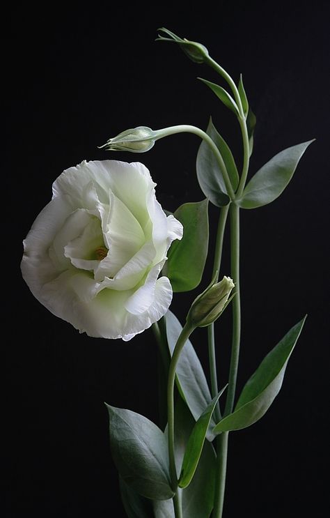 lisianthus - love these, must add to garden this year... One Flower, Gardening Supplies, Alam Yang Indah, Flower Bud, Arte Floral, Beautiful Blooms, Love Flowers, White Flower, Amazing Flowers