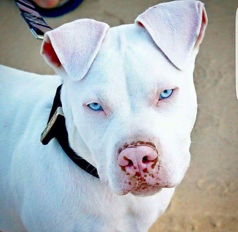 Wow, beautiful. Pit Puppies, Boxer Bulldog, Regnul Animal, Albino Animals, Bully Dog, Pitbull Puppies, White Dog, Sweet Dogs, Pitbull Dog