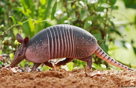 Nine-banded armadillo | Flickr - Photo Sharing! Interesting Facts About Animals, Brazil Facts, Armadillo Art, Facts About Animals, Fun Facts About Animals, Wild Animals Pictures, Power Animal, Types Of Animals, About Animals