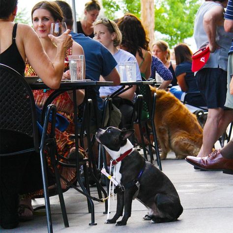 The right way to bring your dog to a restaurant. We love your dogs at Bon Vivant Market & Cafe! Indoor Dog Park, Dog Restaurant, First Dog, Flying Dog, Dog Hotel, Dog Cafe, French Restaurant, City Dog, Indoor Dog