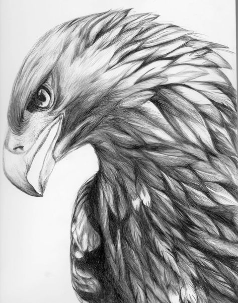 Eagle Drawing, Eagle Tattoo, Bird Drawings, A Pencil, Pyrography, A Drawing, Pencil Art, Art Drawings Sketches, Pencil Drawing