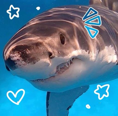 Shark!!! Shark Therian, Cute Great White Shark, Sharks Aesthetic, Sharks Cute, Shark Gif, Silly Sharks, Shark Tail, Shark Photos, Shark Pictures