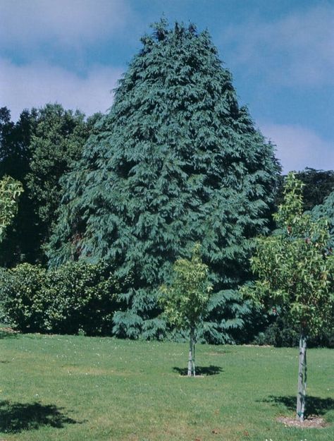 Pacific Horticulture | The Untimely Demise of the Lawson Cypress Lawson Cypress, Chamaecyparis Lawsoniana, Ornamental Horticulture, Port Orford Cedar, Monterey Cypress, Conifers Garden, Garden Plans, Night Garden, Wildlife Habitat