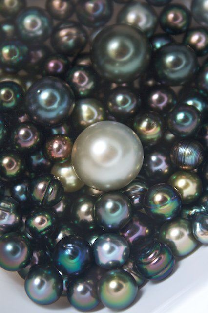 Tahitian Pearl Harvest - Kamoka Pearls love it! #ecrafty find glass pearls at http://www.ecrafty.com/c-595-glass-pearls.aspx Pearl Jewelry Ring, Black Pearl Jewelry, Loose Pearls, Pearl And Lace, Rings Bracelets, Irises, Pearl Types, Tahitian Pearls, Naturally Beautiful